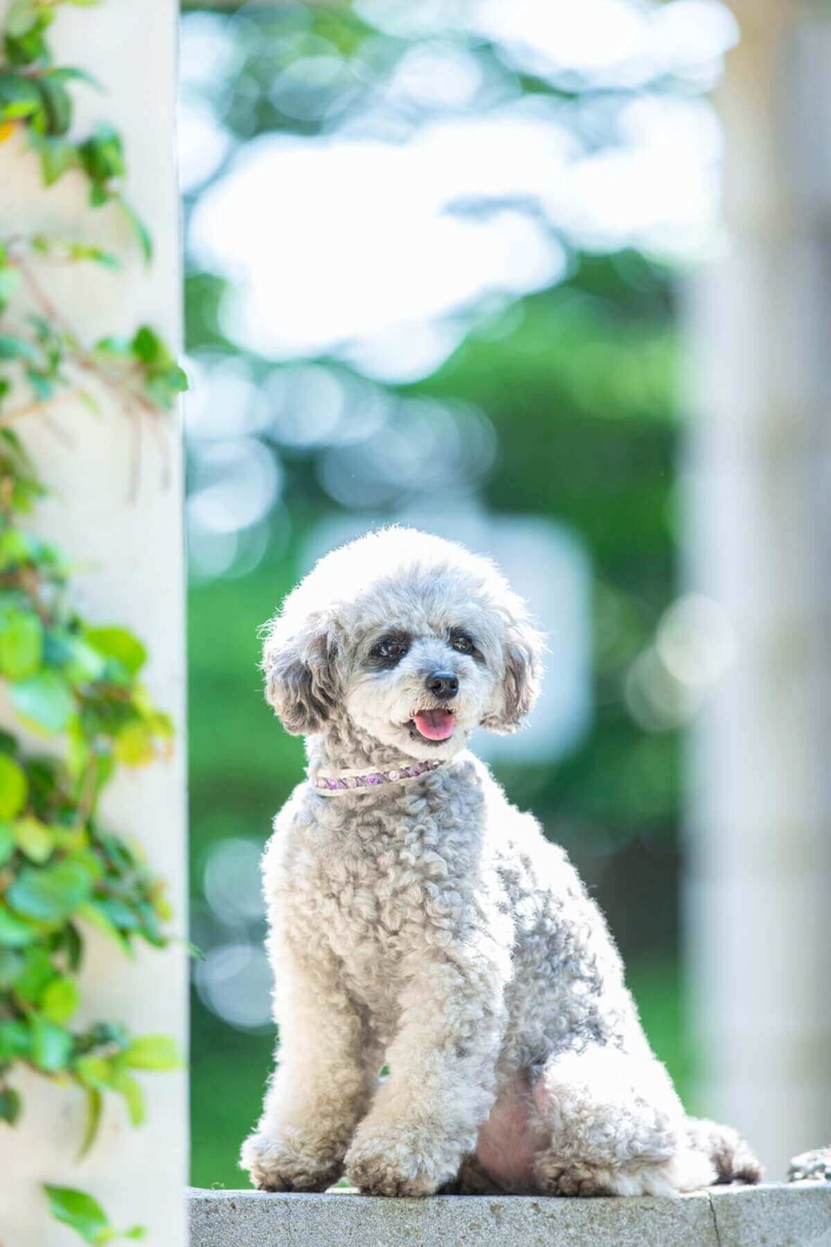 jQuery】背景をクリックしても閉じるモーダルウィンドウの作り方 